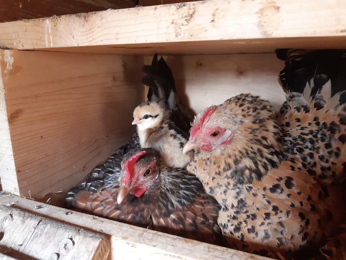 Vorderponholz Ferienwohnungen Ramsau bei Berchtesgaden Bagian luar foto